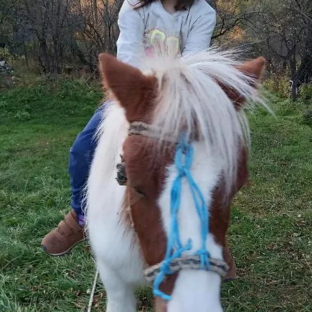 за гости дончо войвода